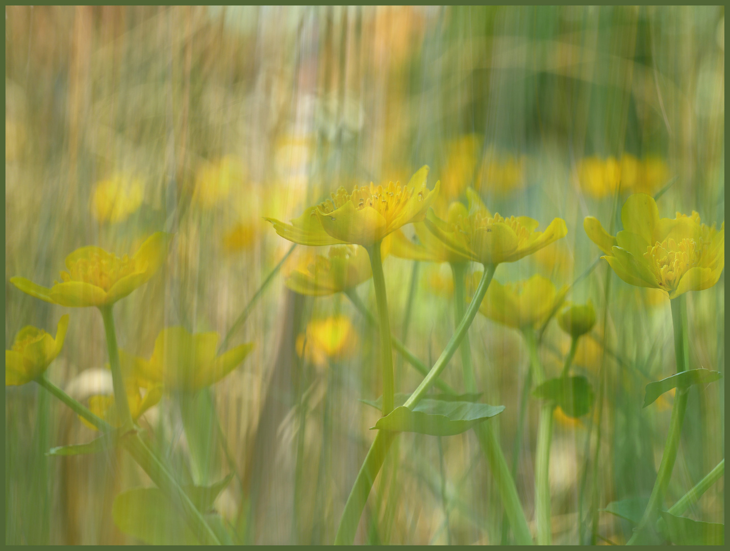 Sumpfdotterblumen