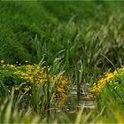 Sumpfdotterblumen am Grabenrand