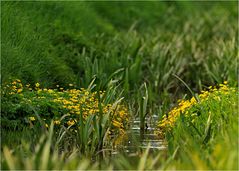 Sumpfdotterblumen am Grabenrand