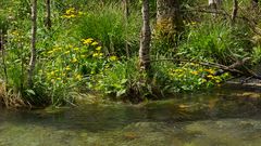 Sumpfdotterblumen am Wasser