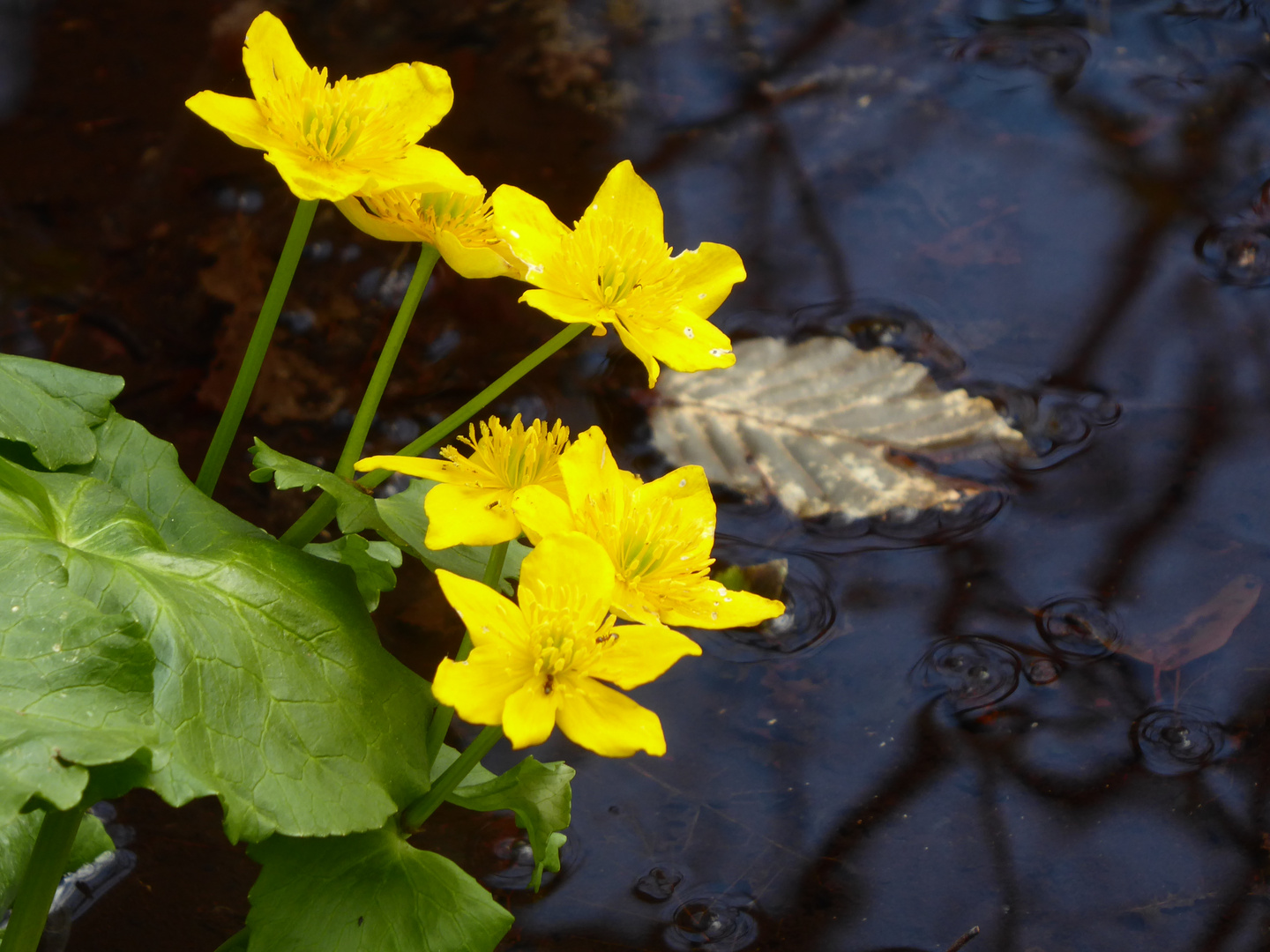 Sumpfdotterblumen am Wasserloch