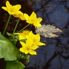 Sumpfdotterblumen am Wasserloch