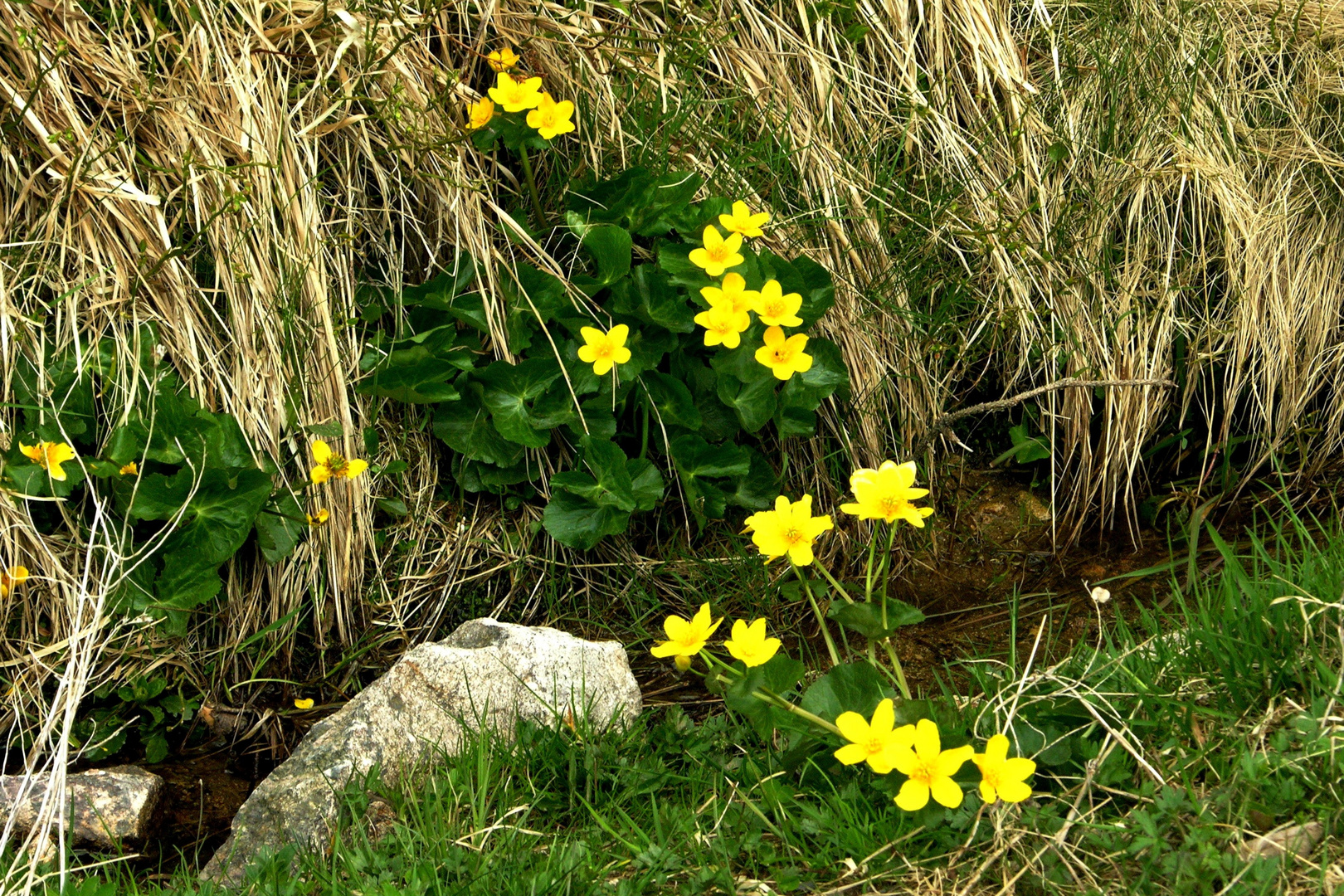 Sumpfdotterblumen am Wegesrand