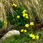 Sumpfdotterblumen am Wegesrand