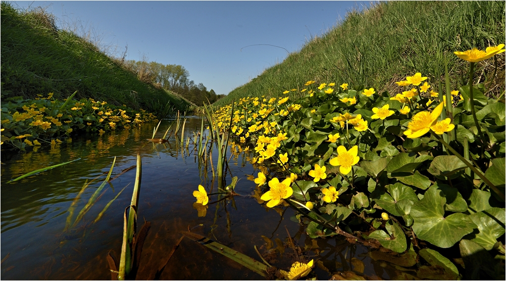 Sumpfdotterblumen