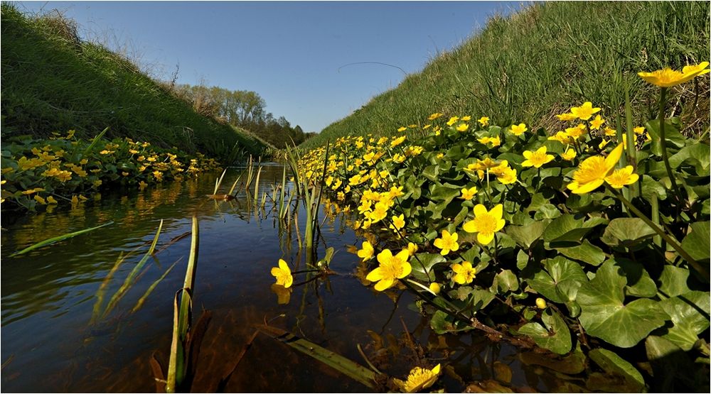 Sumpfdotterblumen