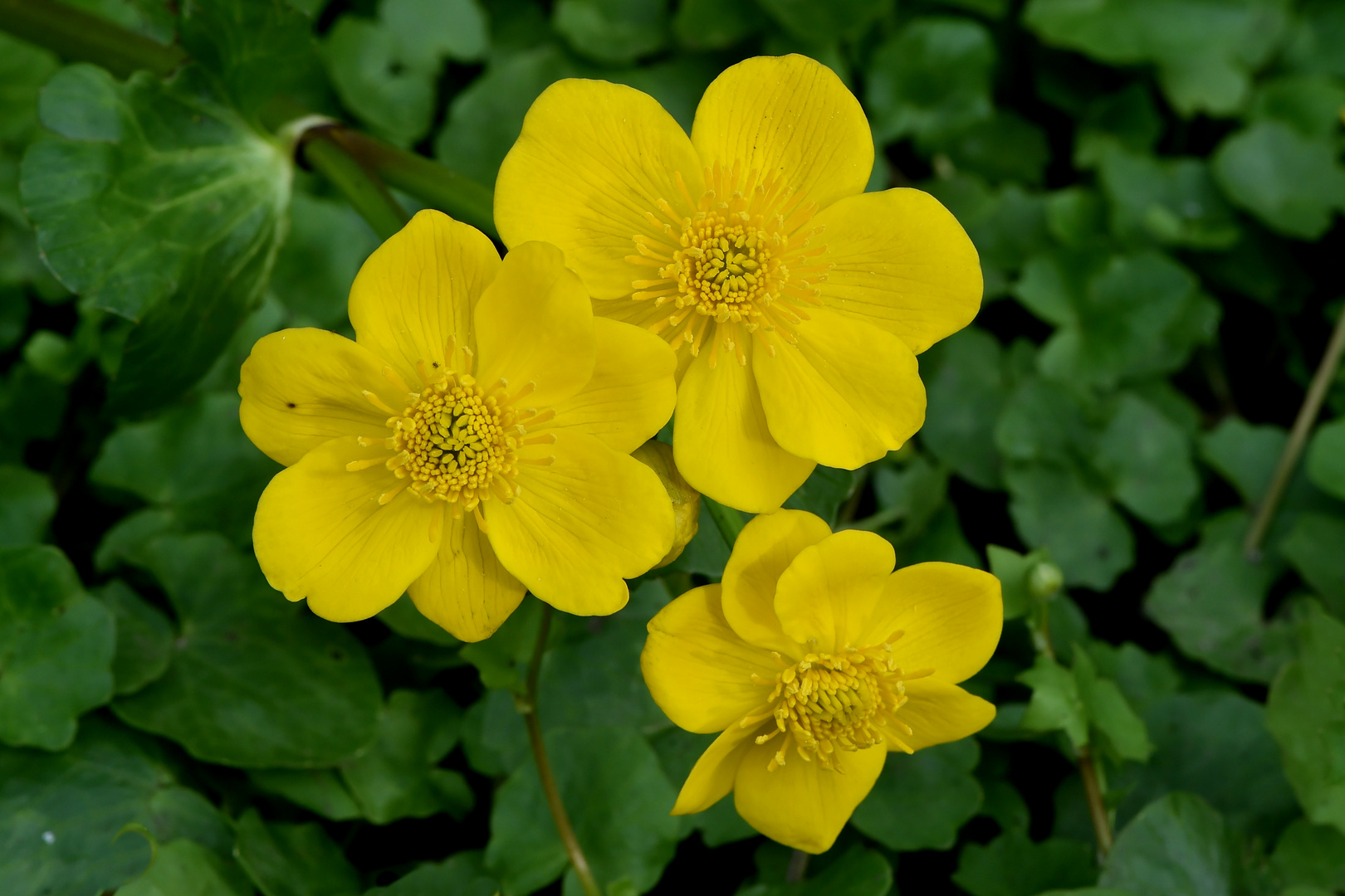 Sumpfdotterblumen (Caltha palustris)