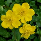 Sumpfdotterblumen (Caltha palustris)