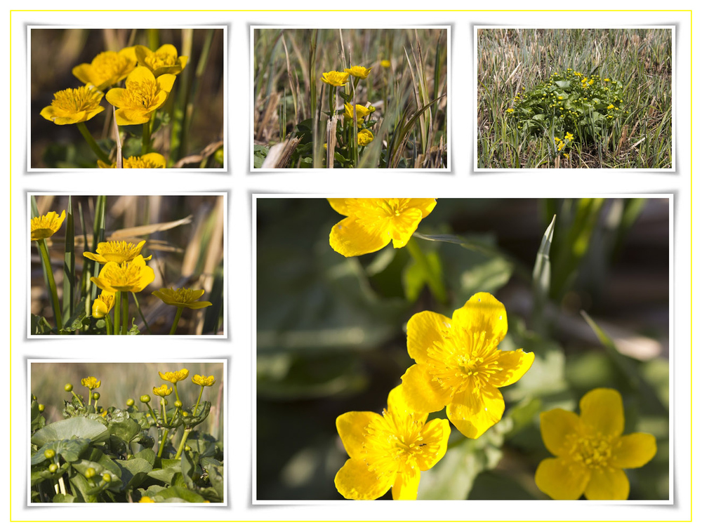 Sumpfdotterblumen- Collage