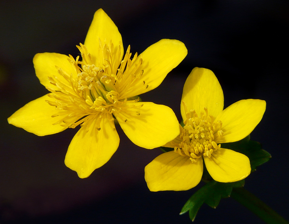 Sumpfdotterblumen