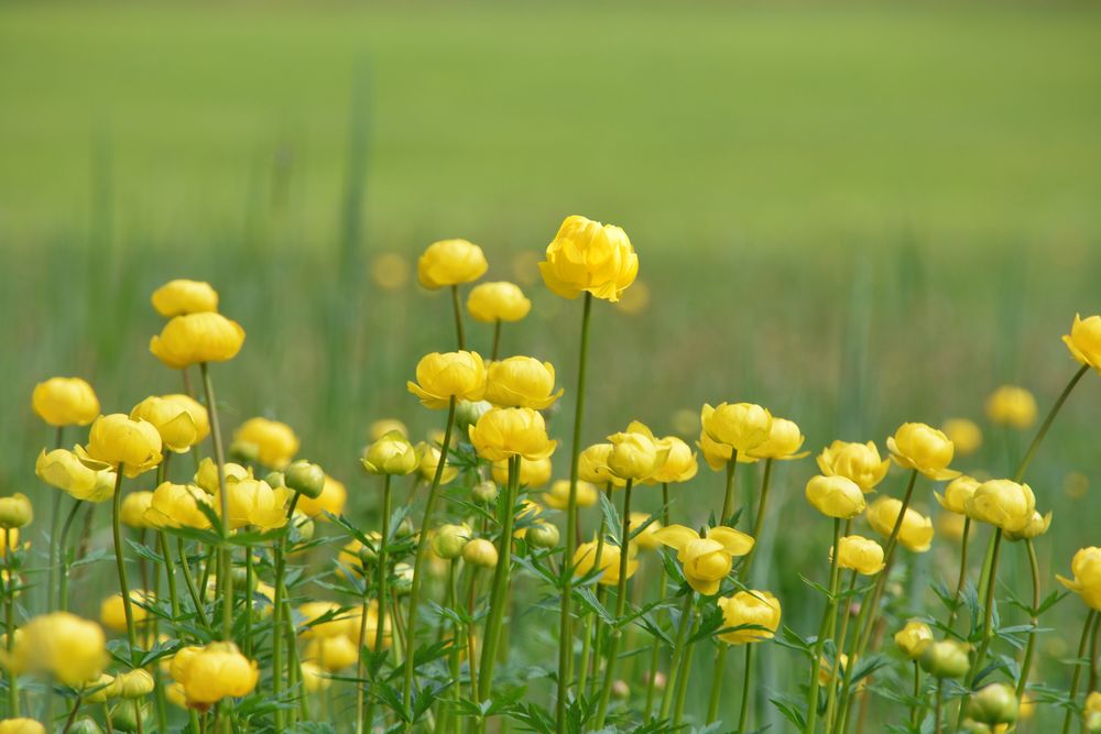 Sumpfdotterblumen