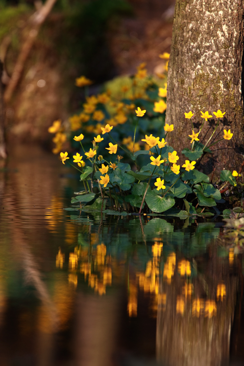 Sumpfdotterblumen