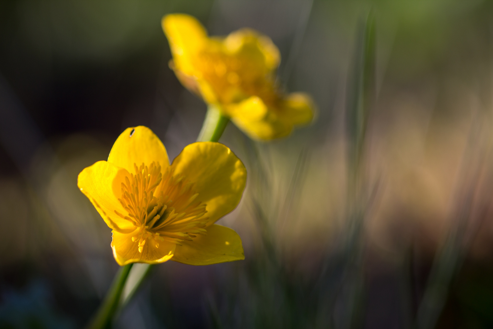 Sumpfdotterblumen im Abendlicht