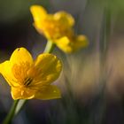 Sumpfdotterblumen im Abendlicht