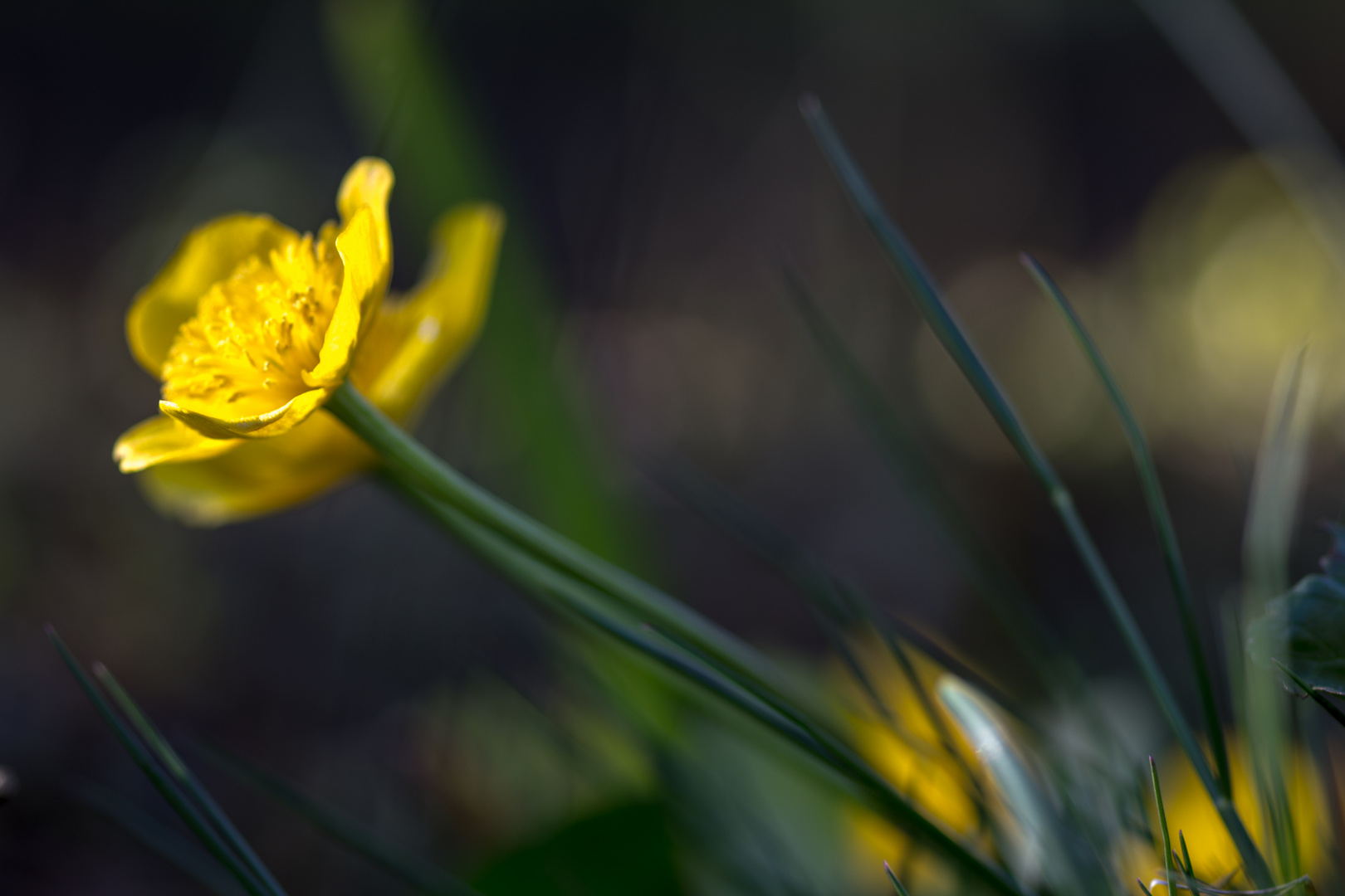 Sumpfdotterblumen im Abendlicht (3)