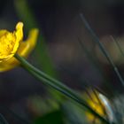 Sumpfdotterblumen im Abendlicht (3)