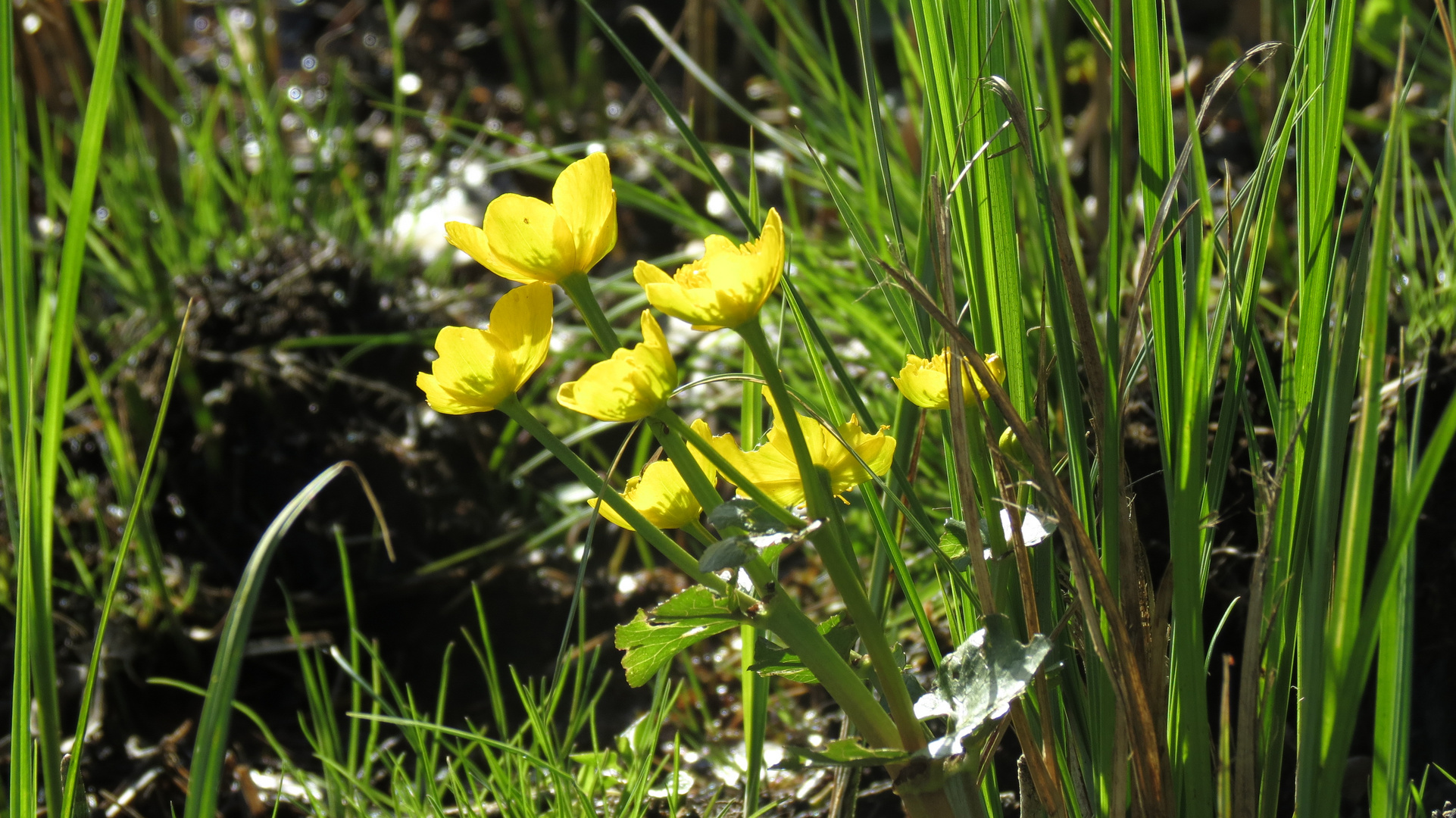 Sumpfdotterblumen im Briesetal 2