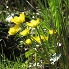 Sumpfdotterblumen im Briesetal 2