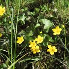 Sumpfdotterblumen im Briesetal