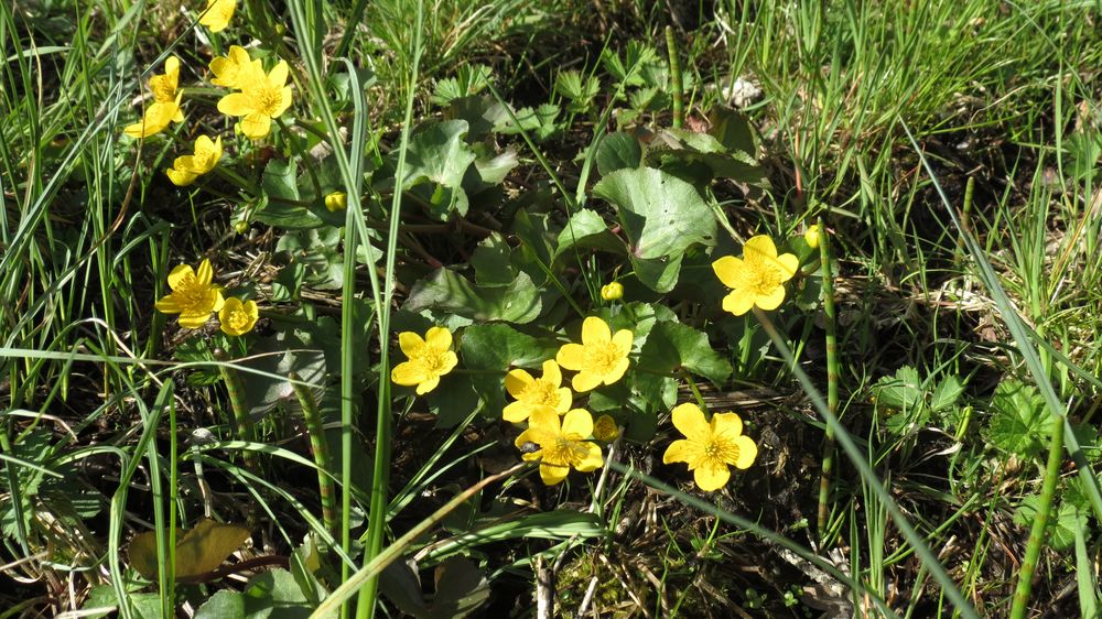 Sumpfdotterblumen im Briesetal