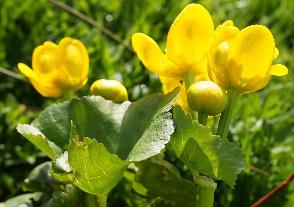 Sumpfdotterblumen leuchten 