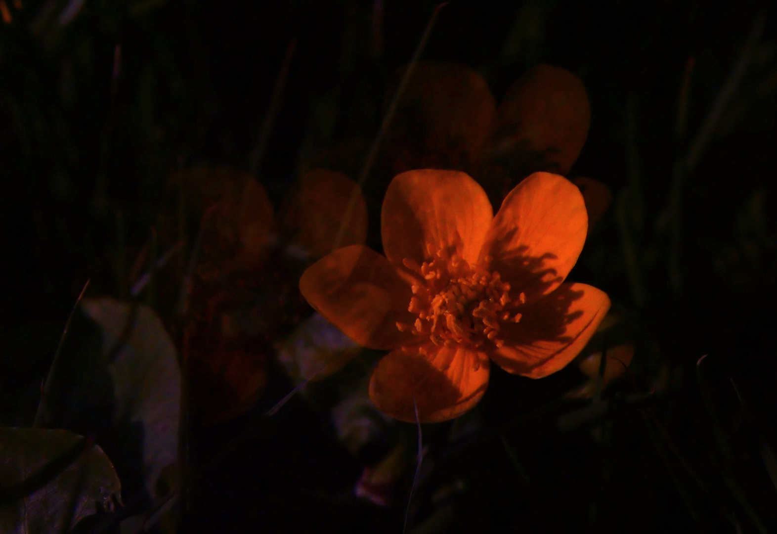 Sumpfdotterblumen Mehrfachbelichtung