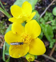 Sumpfdotterblumen mit Gast