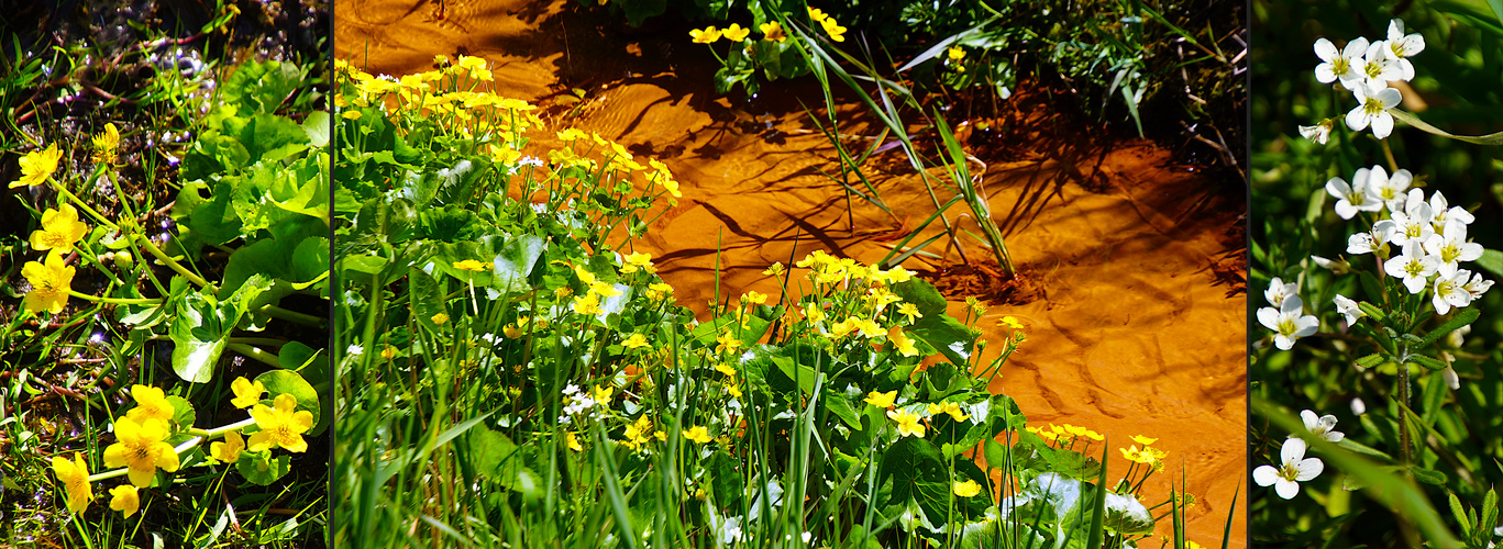 Sumpfdotterblumen und Wald-Schaumkraut