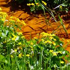 Sumpfdotterblumen und Wald-Schaumkraut