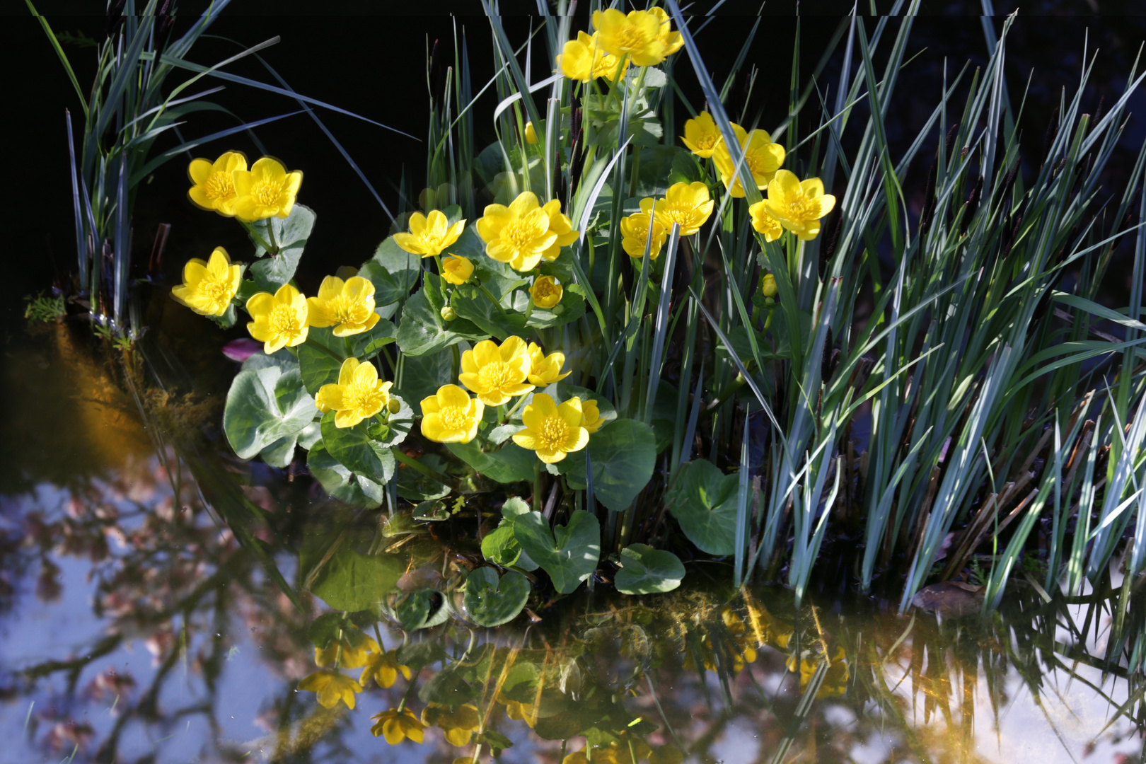 Sumpfdotterblumen zum Spiegeltag