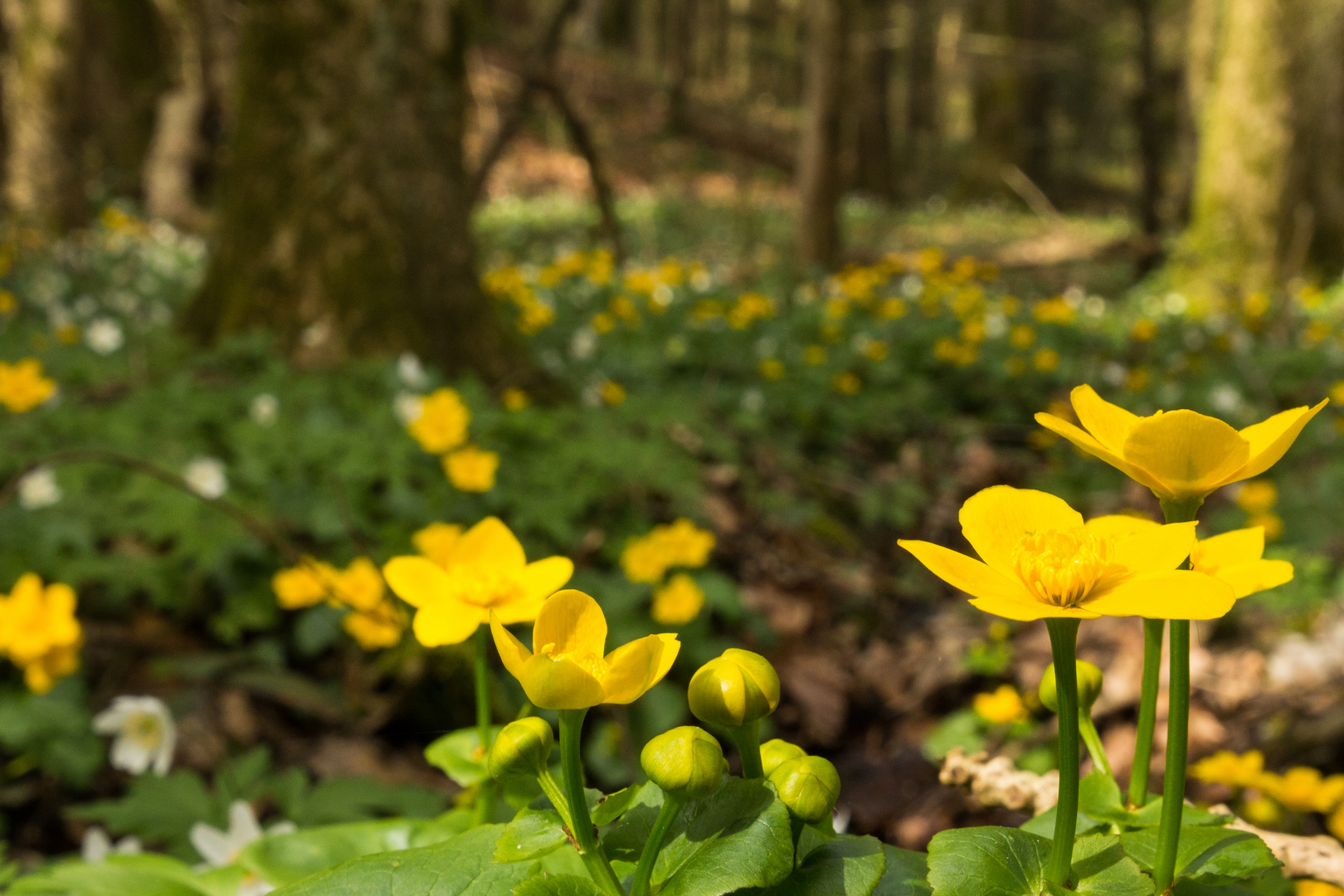 Sumpfdotterwald