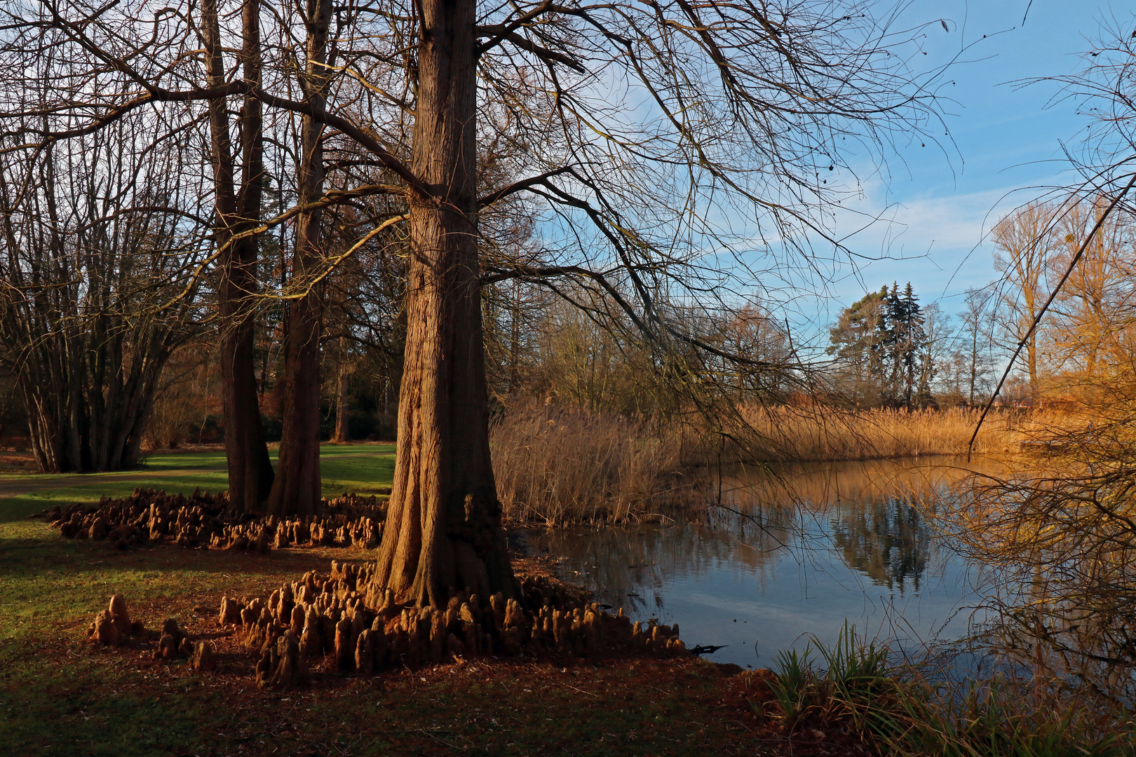 Sumpfeiben am See