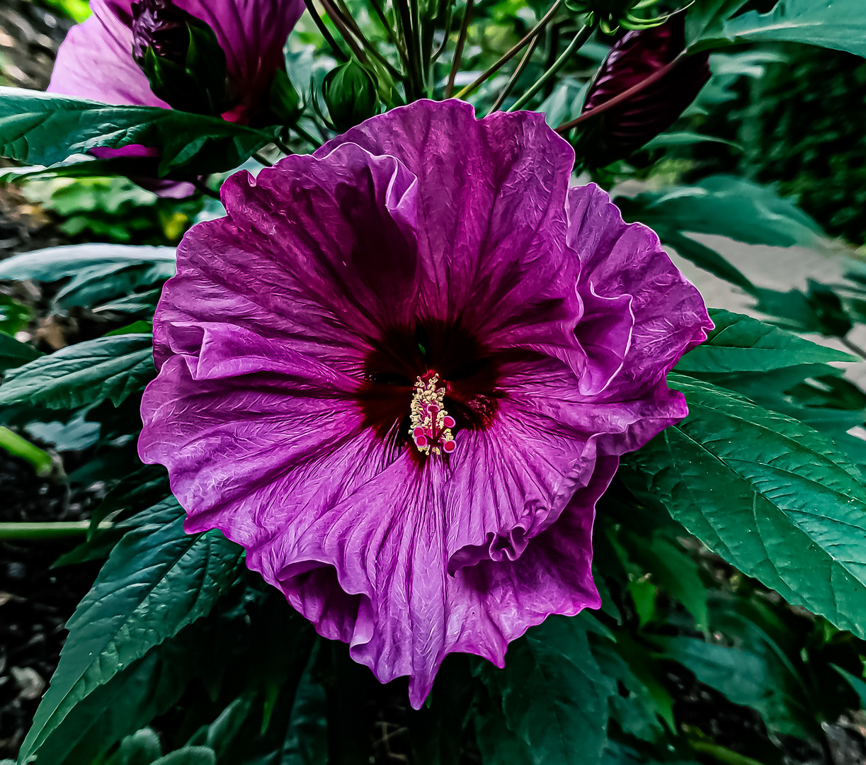 Sumpfeibisch eine art der hibiskus