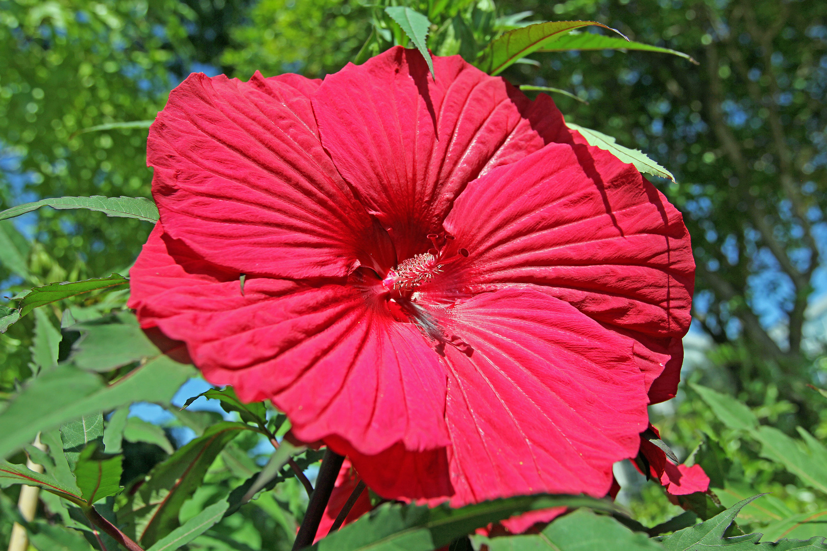 Sumpfeibisch / Roseneibisch Foto & Bild | natur blumen blüten, hibiskus, pflanzen Bilder auf ...