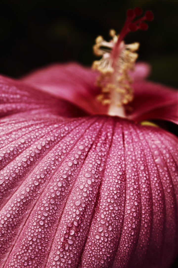 Sumpfeibischblüte nach dem Regen