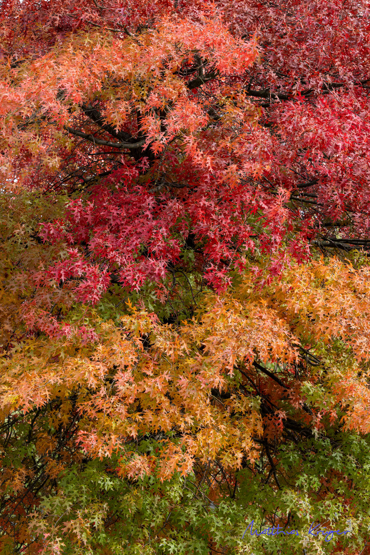 Sumpfeiche, Quercus palustris