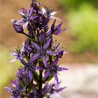 Sumpfenzian oder Blauer Sumpfstern (Swertia perennis).