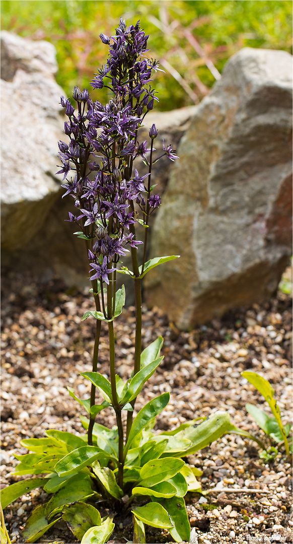 Sumpfenzian oder Blauer Sumpfstern (Swertia perennis)