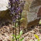 Sumpfenzian oder Blauer Sumpfstern (Swertia perennis)