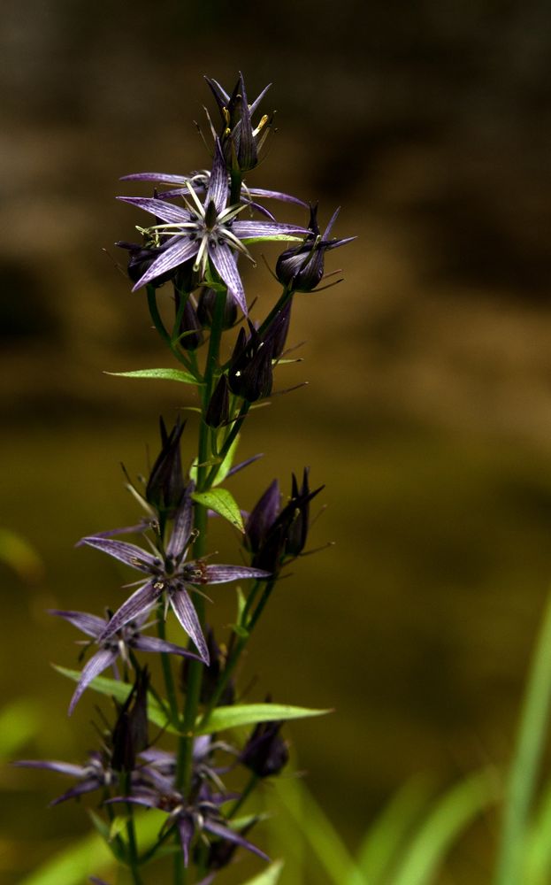 Sumpfenzian oder Sumpfstern , auch Blauer Tarant ( Swertia perennis )