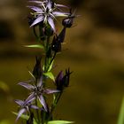 Sumpfenzian oder Sumpfstern , auch Blauer Tarant ( Swertia perennis )