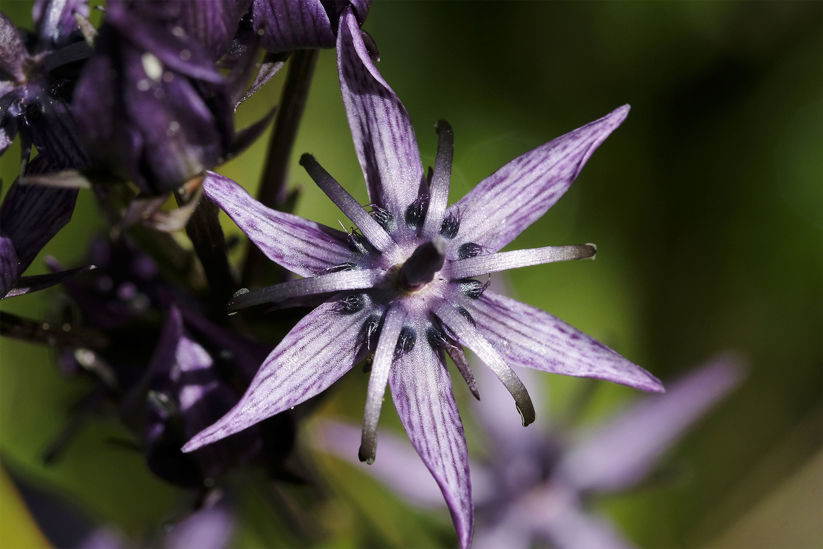 Sumpfenzian (Swertia perennis)