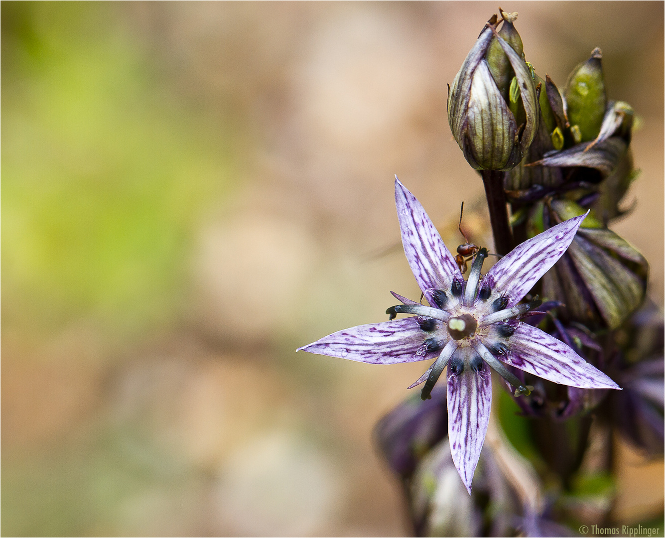 Sumpfenzian (Swertia perennis)....