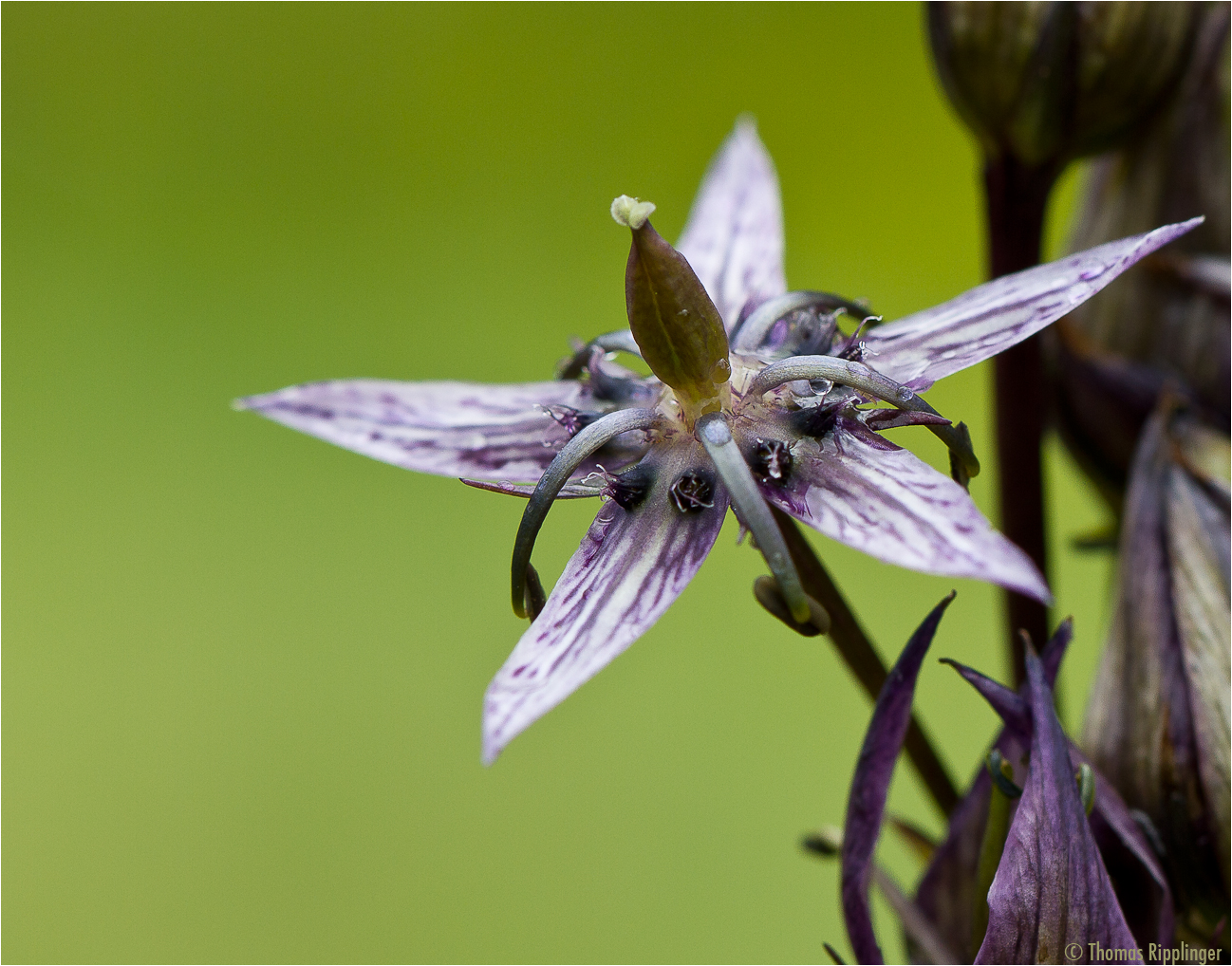 Sumpfenzian (Swertia perennis).