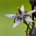 Sumpfenzian (Swertia perennis).