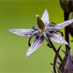 Sumpfenzian (Swertia perennis).