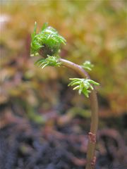 Sumpffarn (Thelypteris palustris) am Gartenteich