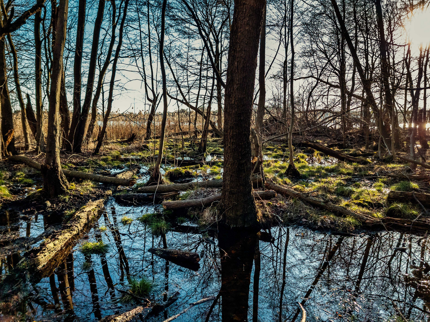 Sumpfgebiet am Langen See