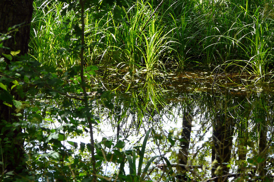 Sumpfgebiet bei Rheinsberg/Mark