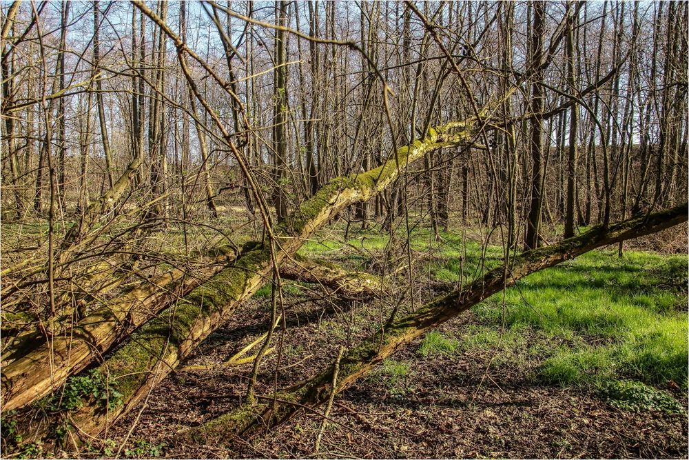 Sumpfgebiet Foto & Bild | art, world, bäume Bilder auf fotocommunity